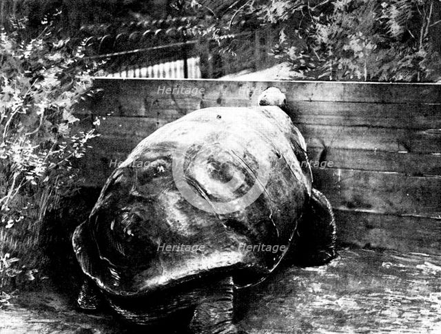 The last surviving Galapagan Tortoise, 1898. Creator: Unknown.