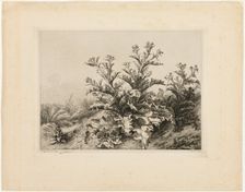 The Large Thistle, plate three from Les quatres grandes plantes, 1843. Creator: Eugene Blery