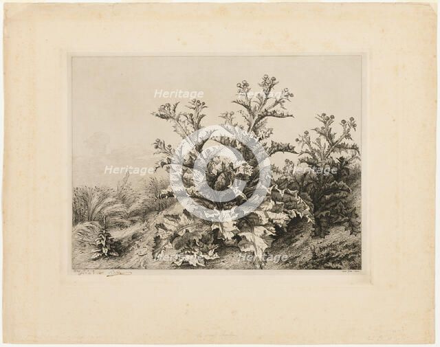 The Large Thistle, plate three from Les quatres grandes plantes, 1843. Creator: Eugene Blery.