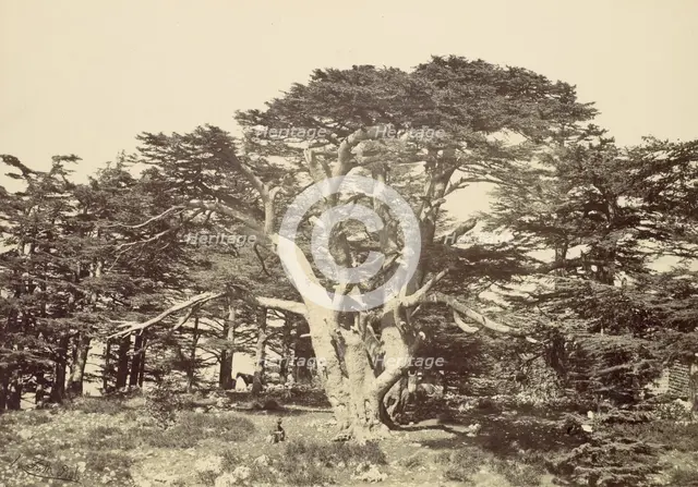 The Largest of the Cedars, Mount Lebannon, 1857. Creator: Francis Frith.