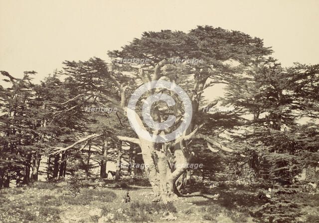 The Largest of the Cedars, Mount Lebannon, 1857. Creator: Francis Frith.