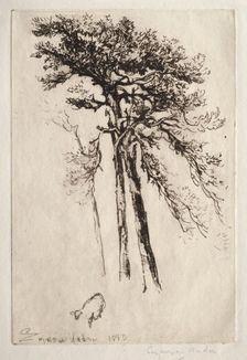 The Latest Tree, 1882. Creator: Francis Seymour Haden (British, 1818-1910)