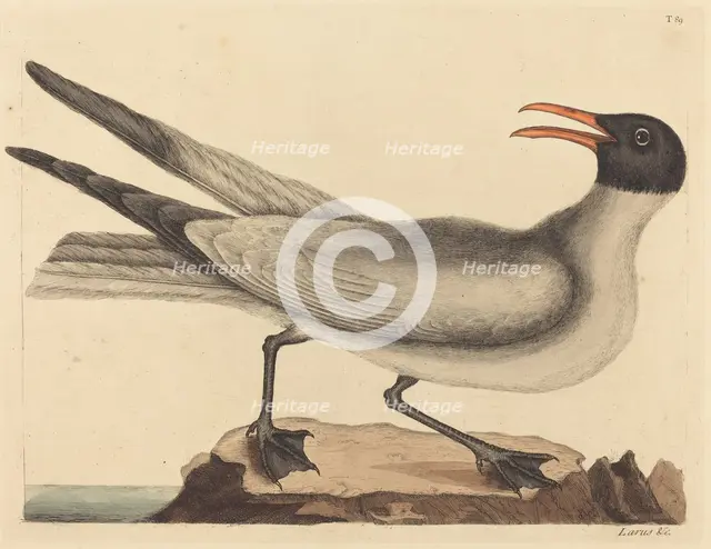 The Laughing Gull (Larus articilla), published 1731-1743. Creator: Mark Catesby.