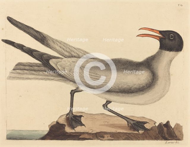 The Laughing Gull (Larus articilla), published 1731-1743. Creator: Mark Catesby.