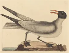 The Laughing Gull (Larus articilla), published 1731-1743. Creator: Mark Catesby