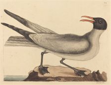 The Laughing Gull (Larus articilla), published 1731-1743. Creator: Mark Catesby