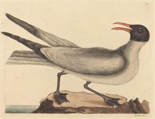 The Laughing Gull (Larus articilla), published 1731-1743. Creator: Mark Catesby