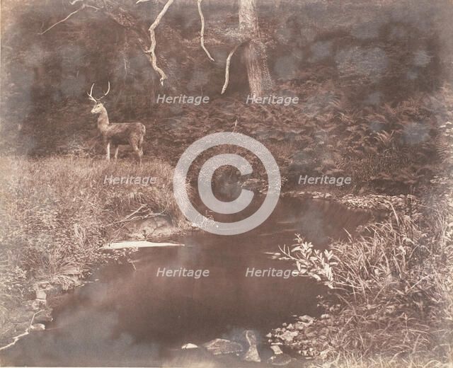 The Lewitha, 1853-56. Creator: John Dillwyn Llewelyn.