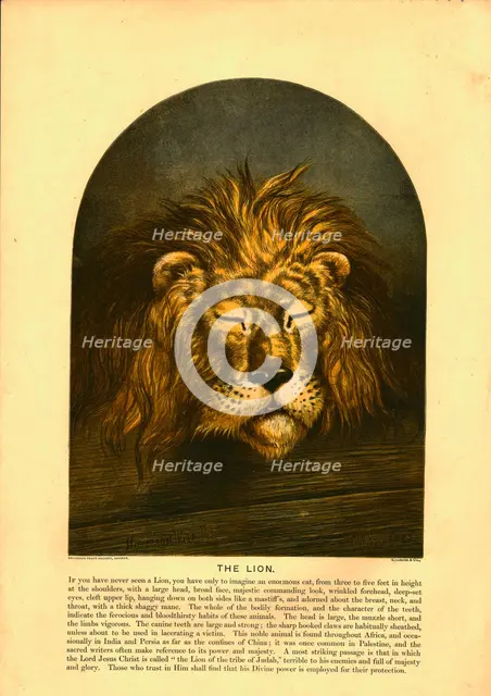 'The Lion' Creator: C Sheeres.