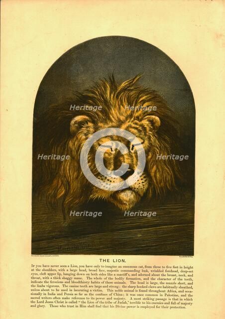 'The Lion' Creator: C Sheeres.