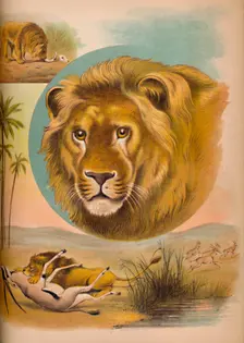 The Lion c1900. Artist: Helena J. Maguire