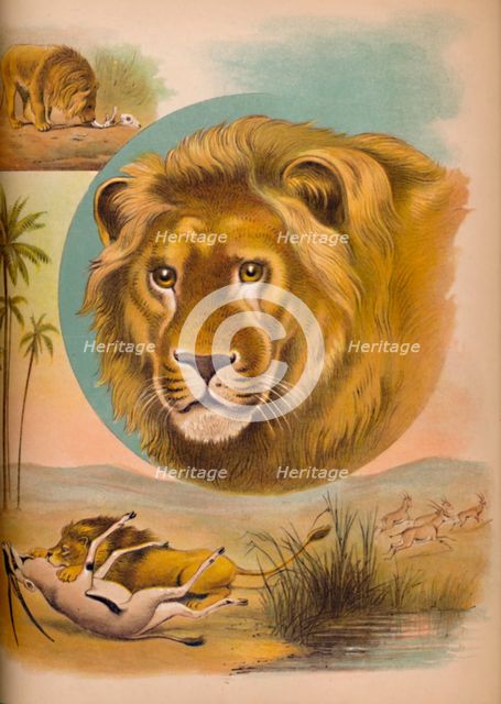 'The Lion', c1900. Artist: Helena J. Maguire.