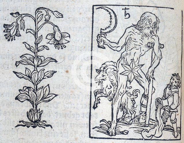 The lily and Saturn, 13th century. Creator: Unknown.