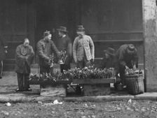 The lily vendor, Chinatown, San Francisco, between 1896 and 1906. Creator: Arnold Genthe