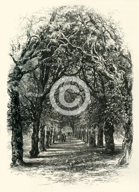 'The Lime Walk, Trinity', c1870.