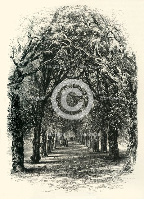 'The Lime Walk, Trinity', c1870.