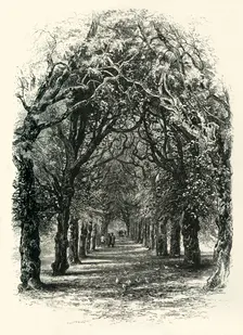 The Lime Walk, Trinity c1870