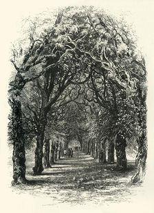 The Lime Walk, Trinity c1870