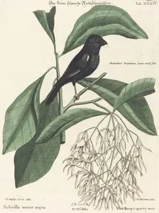 The Little Black Bullfinch (Rubicilla minor nigra), probably 1743/1762. Creator: Johann Michael Seligmann