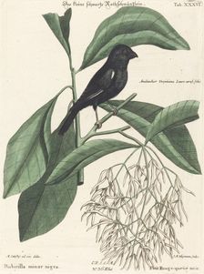 The Little Black Bullfinch (Rubicilla minor nigra), probably 1743/1762. Creator: Johann Michael Seligmann