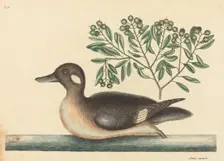 The Little Brown Duck (Anas rustica), published 1754. Creator: Mark Catesby