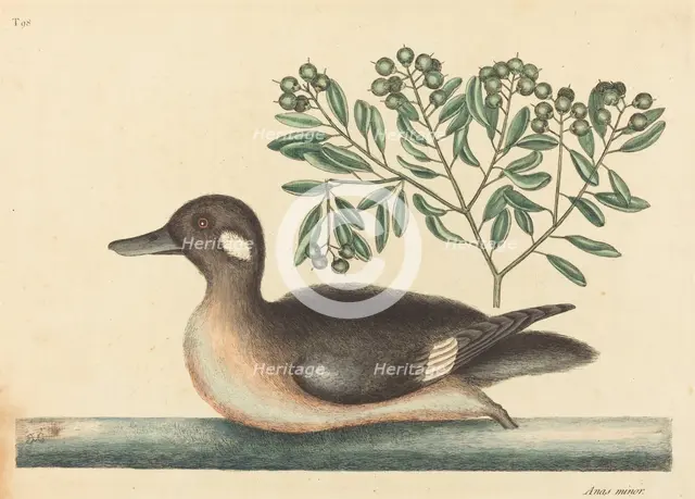 The Little Brown Duck (Anas rustica), published 1754. Creator: Mark Catesby.