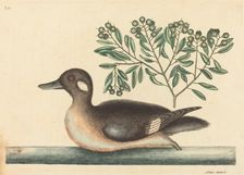 The Little Brown Duck (Anas rustica), published 1754. Creator: Mark Catesby