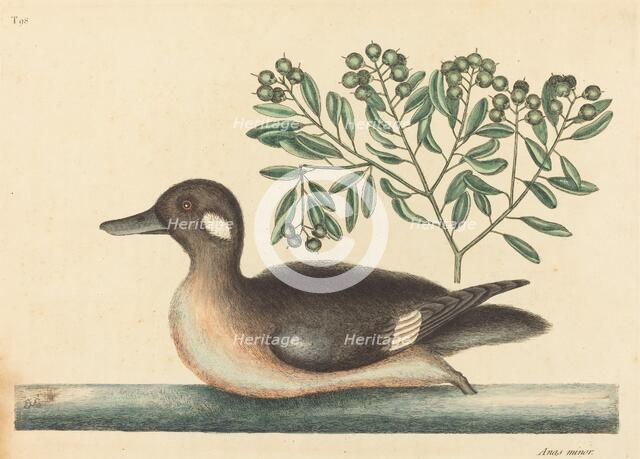 The Little Brown Duck (Anas rustica), published 1754. Creator: Mark Catesby.