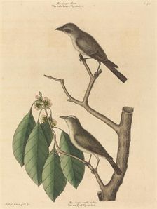 The Little Brown Flycatcher, published 1731-1743. Creator: Mark Catesby