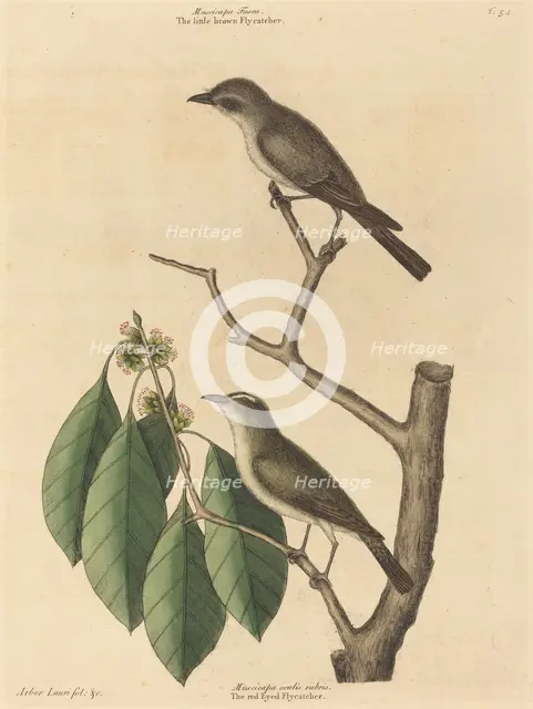 The Little Brown Flycatcher, published 1731-1743. Creator: Mark Catesby.