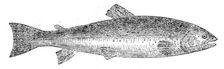 The Loch Leven Trout, 1862. Creator: Unknown