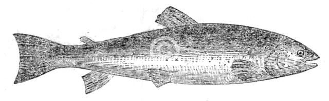 The Loch Leven Trout, 1862.  Creator: Unknown.