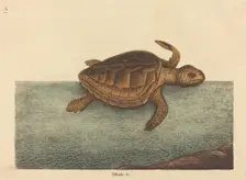 The Logger-head Turtle (Testudo Cavanna), published 1731-1743. Creator: Mark Catesby