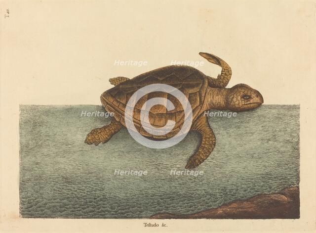 The Logger-head Turtle (Testudo Cavanna), published 1731-1743. Creator: Mark Catesby.