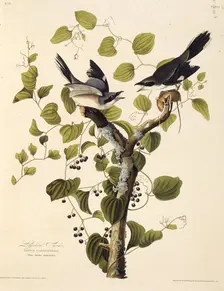 The loggerhead shrike. From "The Birds of America", 1827-1838. Creator: Audubon, John James (1785-1851)