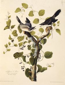 The loggerhead shrike. From "The Birds of America", 1827-1838. Creator: Audubon, John James (1785-1851)
