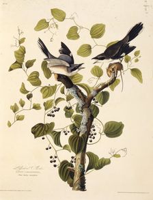 The loggerhead shrike. From "The Birds of America", 1827-1838. Creator: Audubon, John James (1785-1851)