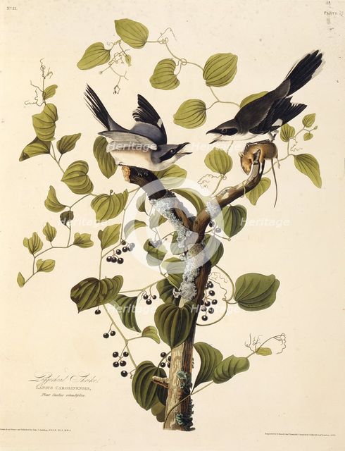 The loggerhead shrike. From "The Birds of America", 1827-1838. Creator: Audubon, John James (1785-1851).