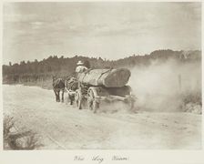 The log team. From the album: Camera Pictures of New Zealand, 1920s. Creator: Harry Moult