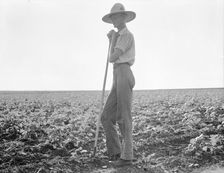 The long line of Texas, Near Dallas, 1936. Creator: Dorothea Lange