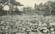 The Lotus of Buddhism 1891. Creator: Unknown
