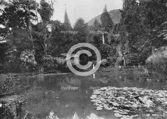 'The Lotus Pond, Hakgalla Gardens, Nuwara Eliya', c1890, (1910). Artist: Alfred William Amandus Plate.