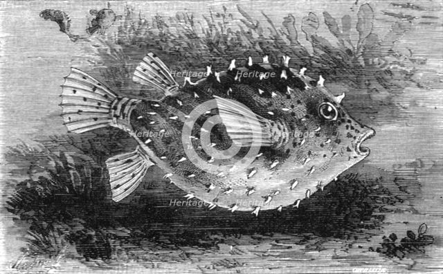 'The Pump-Fish of Florida; A Flying Visit to Florida', 1875. Creator: Thomas Mayne Reid.