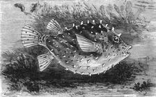 The Pump-Fish of Florida; A Flying Visit to Florida 1875. Creator: Thomas Mayne Reid