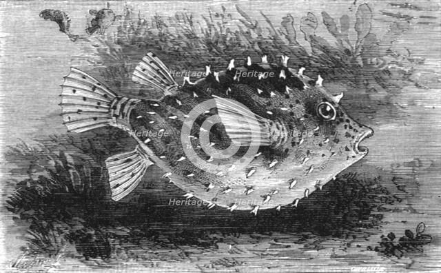 'The Pump-Fish of Florida; A Flying Visit to Florida', 1875. Creator: Thomas Mayne Reid.