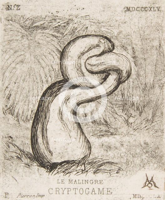 The puny Cryptogamia, 1860. Creator: Charles Meryon.