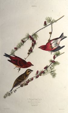 The purple finch. From "The Birds of America", 1827-1838. Creator: Audubon, John James (1785-1851)