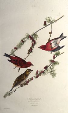 The purple finch. From "The Birds of America", 1827-1838. Creator: Audubon, John James (1785-1851)