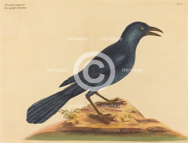 The Purple Jack Daw (Gracula Quiscula), published 1731-1743. Creator: Mark Catesby.
