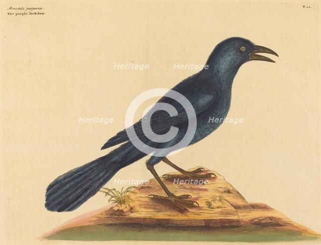 The Purple Jack Daw (Gracula Quiscula), published 1731-1743. Creator: Mark Catesby.